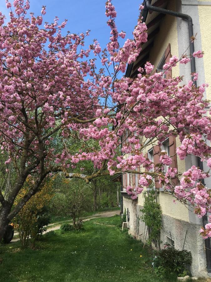 Ferienhof Weber Nieratz Wangen im Allgaeu Luaran gambar