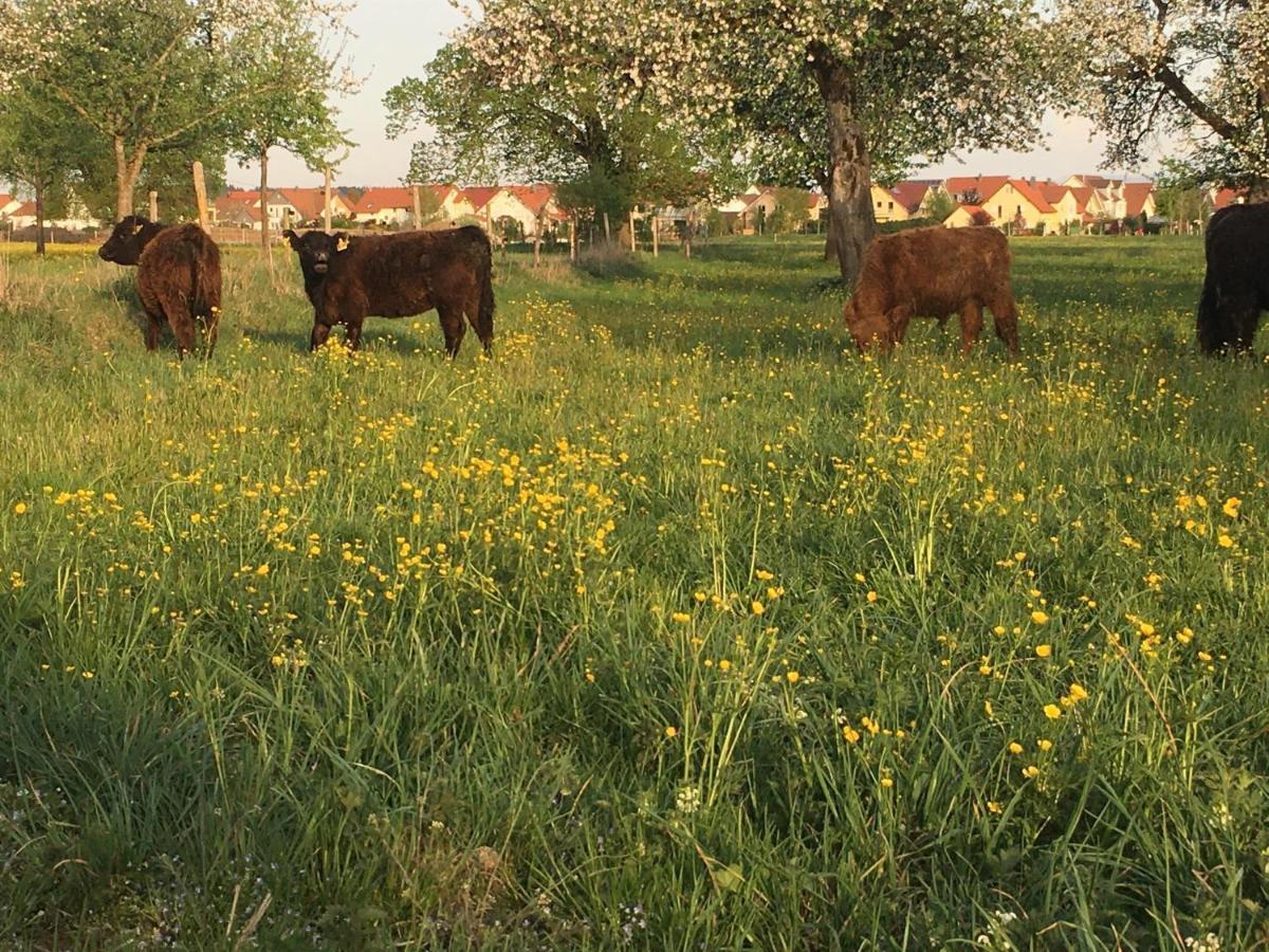 Ferienhof Weber Nieratz Wangen im Allgaeu Luaran gambar